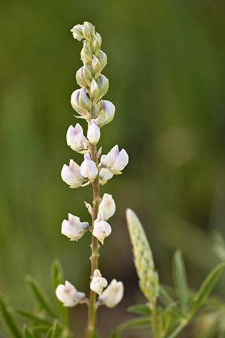 Utah Lupine (Lupinus caudatus). Zion National Park - July 3, 2010.