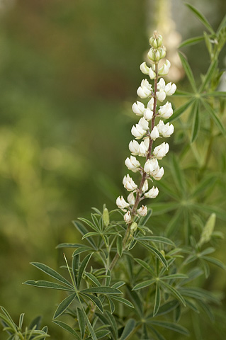 Utah Lupine (Lupinus caudatus). Zion National Park - July 5, 2010.