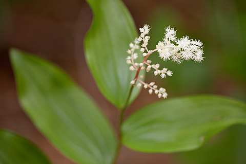 Solomon's Plume (Maianthemum racemosum). Zion National Park - May 4, 2009.