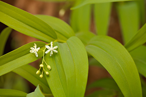 False Solomon Seal (Maianthemum stellatum). Zion National Park - April 25, 2008.