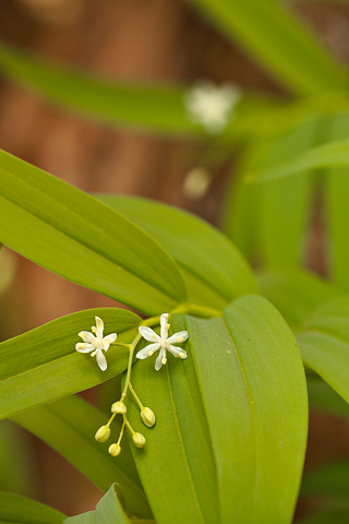 False Solomon Seal (Maianthemum stellatum). Zion National Park - April 25, 2008.