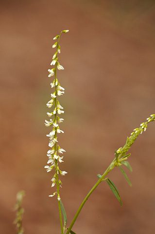 Yellow Sweet Clover (Melilotus officinalis). Zion National Park - July 25, 2010.