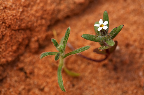Slender Phlox (Microsteris gracilis). Zion National Park - April 17, 2010.