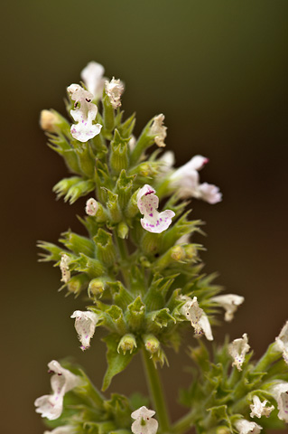 Catnip (Nepeta cataria). Zion National Park - July 24, 2010.