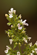 Catnip (Nepeta cataria) - Zion National Park