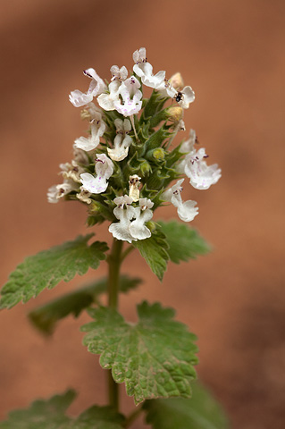 Catnip (Nepeta cataria). Zion National Park - July 24, 2010.