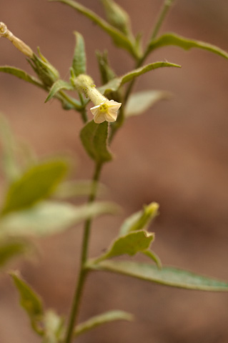 Coyote Tobacco (Nicotiana attenuata). Zion National Park - July 2, 2010.