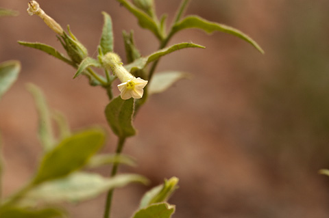 Coyote Tobacco (Nicotiana attenuata). Zion National Park - July 2, 2010.