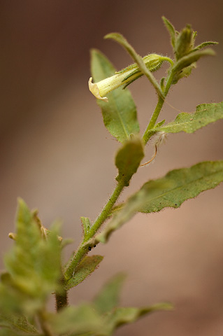 Coyote Tobacco (Nicotiana attenuata). Zion National Park - July 2, 2010.