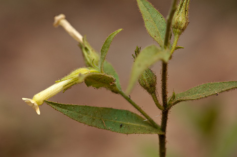 Coyote Tobacco (Nicotiana attenuata). Zion National Park - July 2, 2010.