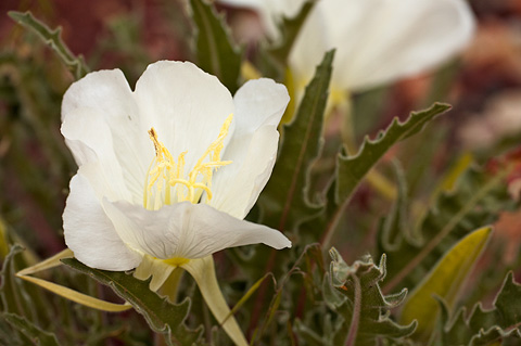 Tufted Evening Primrose (Oenothera caespitosa). Zion National Park - May 1, 2010.