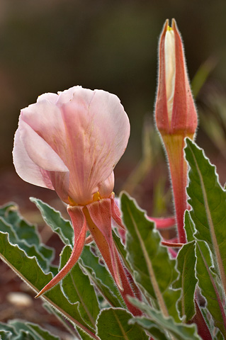 Tufted Evening Primrose (Oenothera caespitosa). Zion National Park - May 14, 2005.