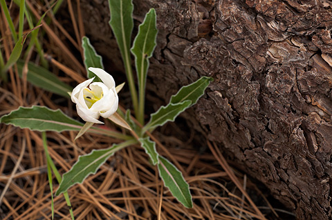 Tufted Evening Primrose (Oenothera caespitosa). Zion National Park - May 22, 2009.