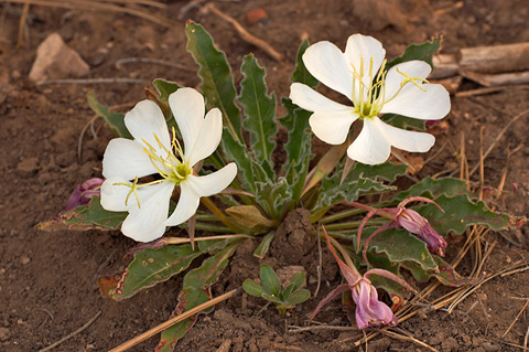 Tufted Evening Primrose (Oenothera caespitosa). Zion National Park - May 29, 2005.