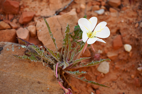 Tufted Evening Primrose (Oenothera caespitosa). Zion National Park - May 29, 2010.