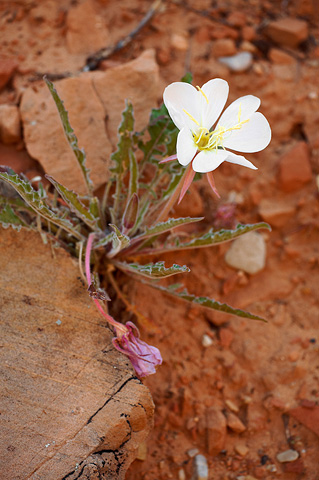 Tufted Evening Primrose (Oenothera caespitosa). Zion National Park - May 29, 2010.