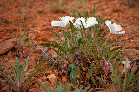 Tufted Evening Primrose (Oenothera caespitosa). Zion National Park - May 29, 2010.