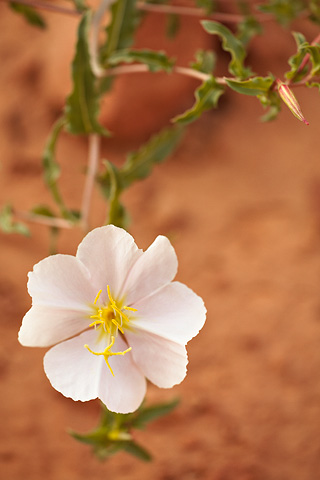 Pale Evening Primrose (Oenothera pallida). Zion National Park - April 25, 2008.