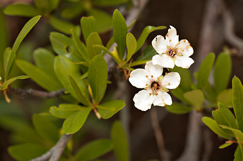 Wild Crab Apple (Peraphyllum ramosissimum). Zion National Park - May 28, 2010.
