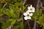Wild Crab Apple (Peraphyllum ramosissimum) - Zion National Park