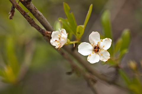 Wild Crab Apple (Peraphyllum ramosissimum). Zion National Park - May 28, 2010.