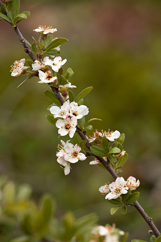Wild Crab Apple (Peraphyllum ramosissimum). Zion National Park - June 11, 2010.