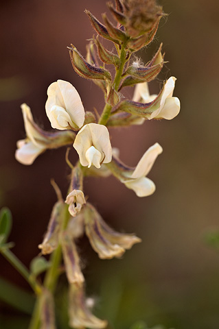 Thompson's Peteria (Peteria thompsoniae). Zion National Park - May 29, 2010.
