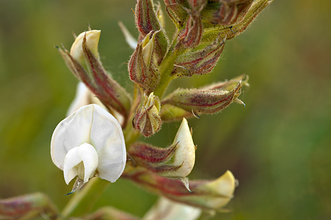 Thompson's Peteria (Peteria thompsoniae). Zion National Park - May 29, 2010.