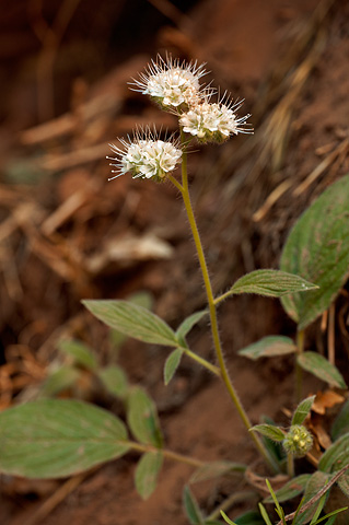 Varileaf Phacelia (Phacelia heterophylla). Zion National Park - July 2, 2010.