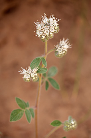 Varileaf Phacelia (Phacelia heterophylla). Zion National Park - May 4, 2009.