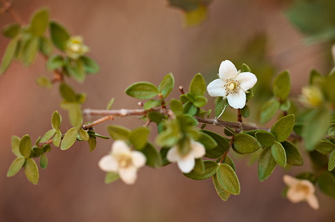 Littleleaf Mock Orange (Philadelphus microphyllus). Zion National Park - June 6, 2009.