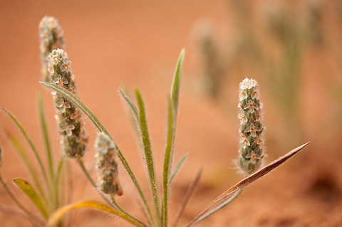 Woolly Plantain (Plantago patagonica). Zion National Park - June 12, 2010.