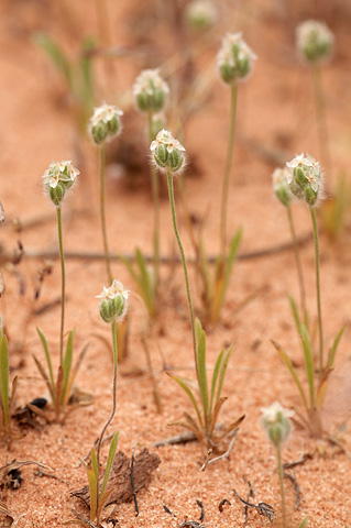 Woolly Plantain (Plantago patagonica). Zion National Park - May 17, 2010.