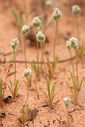 Woolly Plantain (Plantago patagonica) - Zion National Park