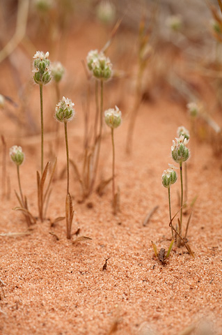 Woolly Plantain (Plantago patagonica). Zion National Park - May 17, 2010.