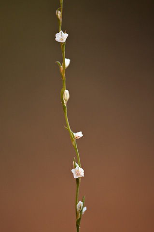 Douglas' knotweed (Polygonum douglasii). Zion National Park - June 12, 2010.