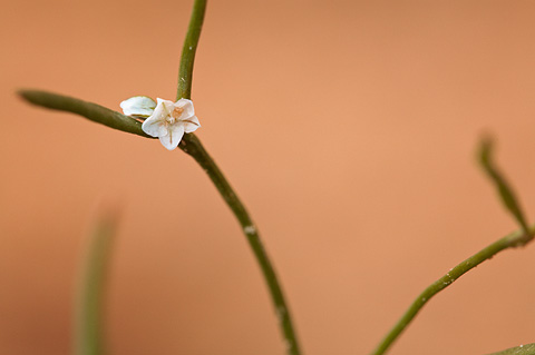 Douglas' knotweed (Polygonum douglasii). Zion National Park - June 12, 2010.