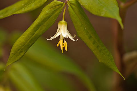 Fairybells (Prosartes trachycarpa). Zion National Park - May 2, 2010.