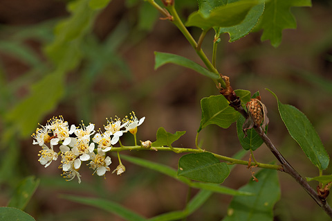 Black Chokecherry (Prunus virginiana). Zion National Park - May 22, 2009.