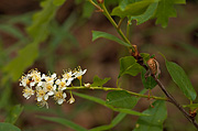 Black Chokecherry (Prunus virginiana) - Zion National Park