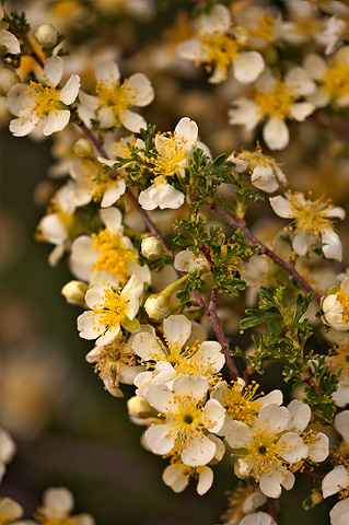 Stansbury Cliffrose (Purshia stansburiana). Zion National Park - May 25, 2009.