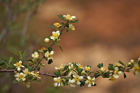 Antelope Bitterbrush (Purshia tridentata). Zion National Park - May 22, 2009.