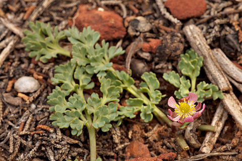 Anderson's Buttercup (Ranunculus andersonii). Zion National Park - April 3, 2010.