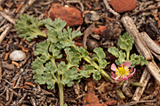 Anderson's Buttercup (Ranunculus andersonii) - Zion National Park