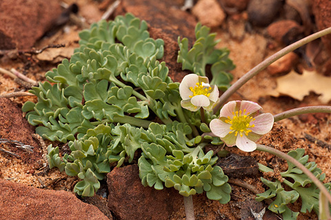 Anderson's Buttercup (Ranunculus andersonii). Zion National Park - April 3, 2010.