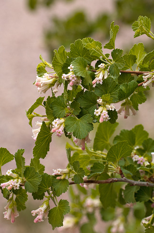 Wax Currant (Ribes cereum). Zion National Park - June 11, 2010.