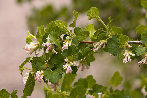 Wax Currant (Ribes cereum). Zion National Park - June 11, 2010.