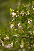 Wax Currant (Ribes cereum) - Zion National Park