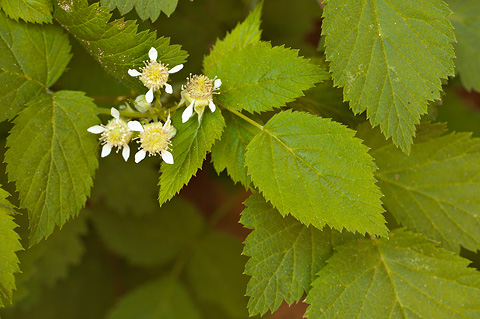 Whitebark Raspberry (Rubus leucodermis). Zion National Park - June 10, 2010.
