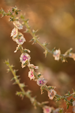 Prickly Russian Thistle (Salsola tragus). Zion National Park - September 19, 2010.